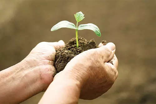 植物の苗を持つ手